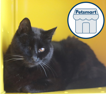 B.C. Winky, an adoptable Domestic Short Hair in Walla Walla, WA, 99362 | Photo Image 1