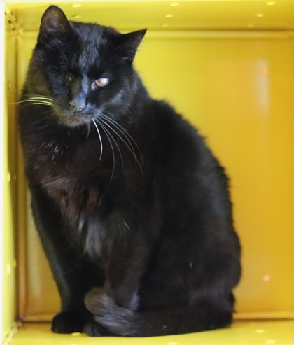 B.C. Winky, an adoptable Domestic Short Hair in Walla Walla, WA, 99362 | Photo Image 2