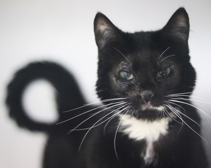 Boots, an adoptable Domestic Short Hair in Walla Walla, WA, 99362 | Photo Image 1