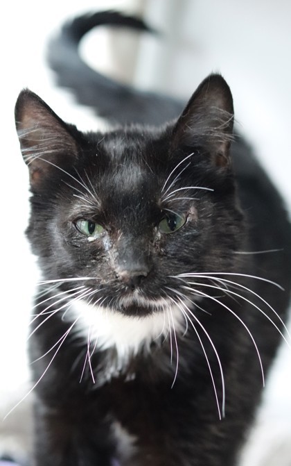 Boots, an adoptable Domestic Short Hair in Walla Walla, WA, 99362 | Photo Image 1