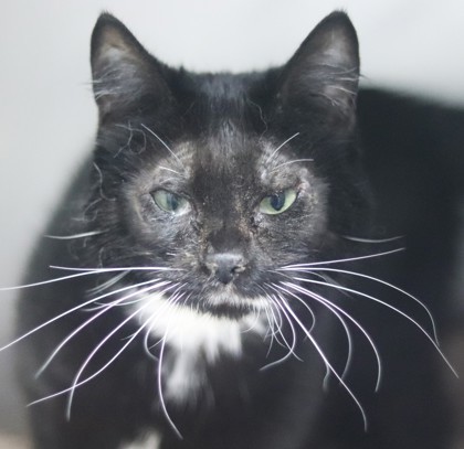 Boots, an adoptable Domestic Short Hair in Walla Walla, WA, 99362 | Photo Image 2