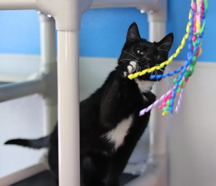 Boots, an adoptable Domestic Short Hair in Walla Walla, WA, 99362 | Photo Image 2