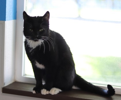 Boots, an adoptable Domestic Short Hair in Walla Walla, WA, 99362 | Photo Image 3