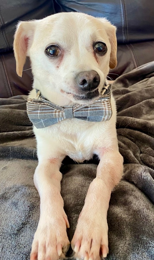 Nacho