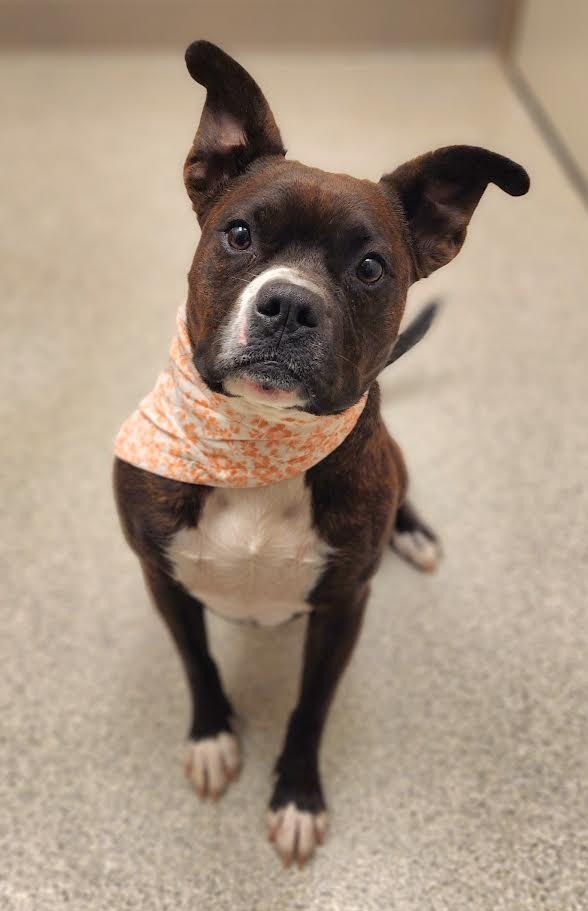 Christina, an adoptable Pit Bull Terrier in Superior, WI, 54880 | Photo Image 1