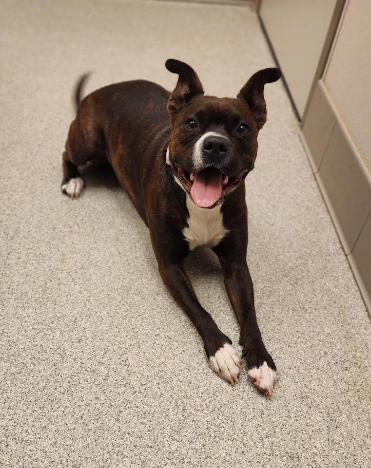 Christina, an adoptable Pit Bull Terrier in Superior, WI, 54880 | Photo Image 2