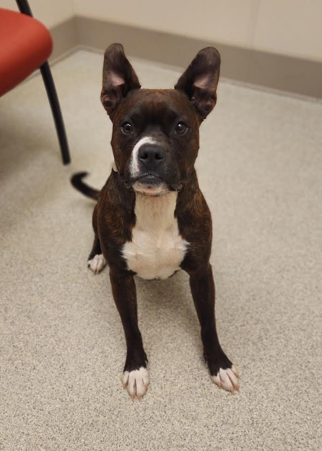 Christina, an adoptable Pit Bull Terrier in Superior, WI, 54880 | Photo Image 3