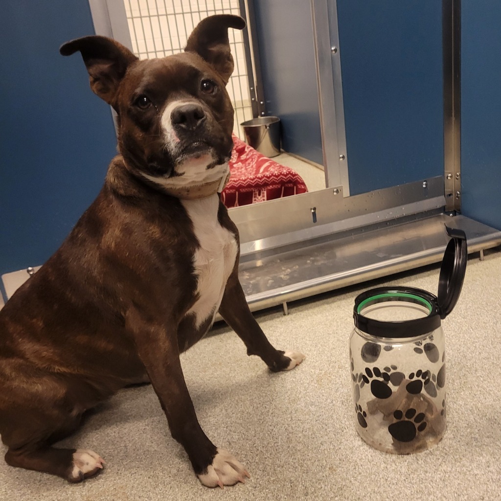 Christina, an adoptable Pit Bull Terrier in Superior, WI, 54880 | Photo Image 4
