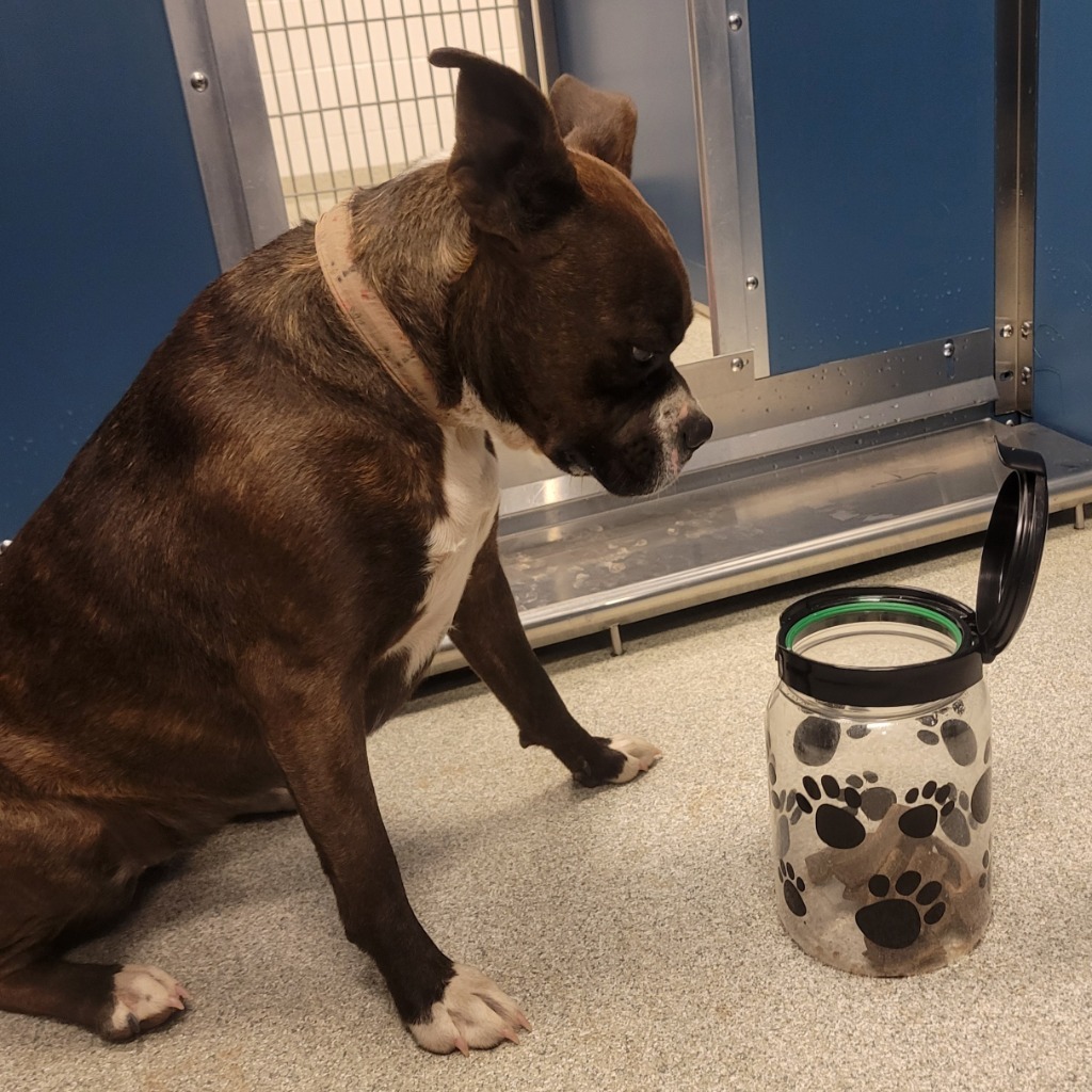 Christina, an adoptable Pit Bull Terrier in Superior, WI, 54880 | Photo Image 5