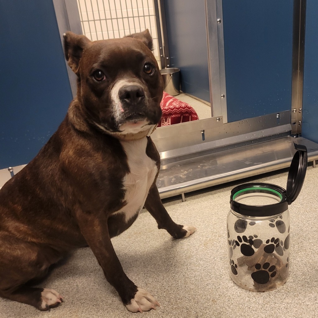 Christina, an adoptable Pit Bull Terrier in Superior, WI, 54880 | Photo Image 6