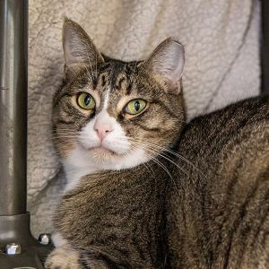 Cheetara -- Bonded Buddy With Lion-O, Adult Female unknown