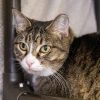 Cheetara -- Bonded Buddy With Lion-O photo 4