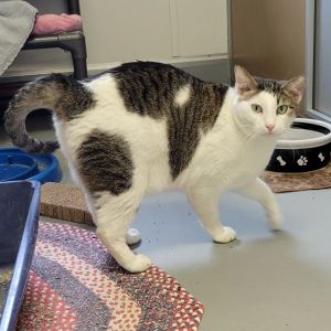 Lion-O -- Bonded Buddy With Cheetara, Adult Male unknown