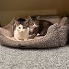 Lion-O -- Bonded Buddy With Cheetara photo 4