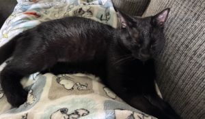 JD, Young Male Domestic Short Hair