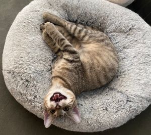 Edgar Toot, Baby Male Tabby