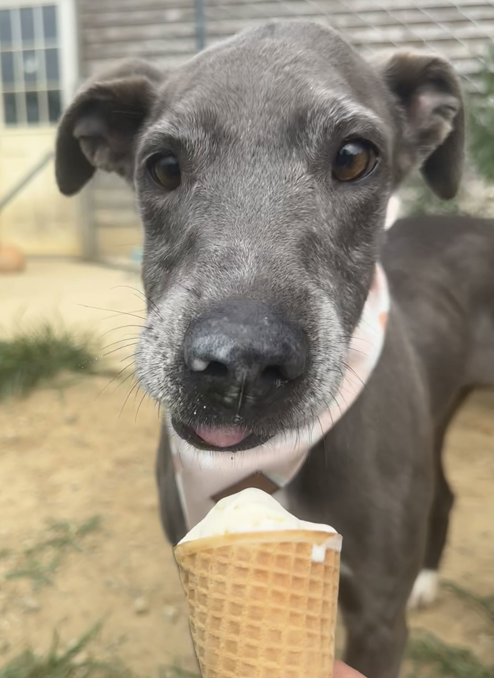 Daisy Jane