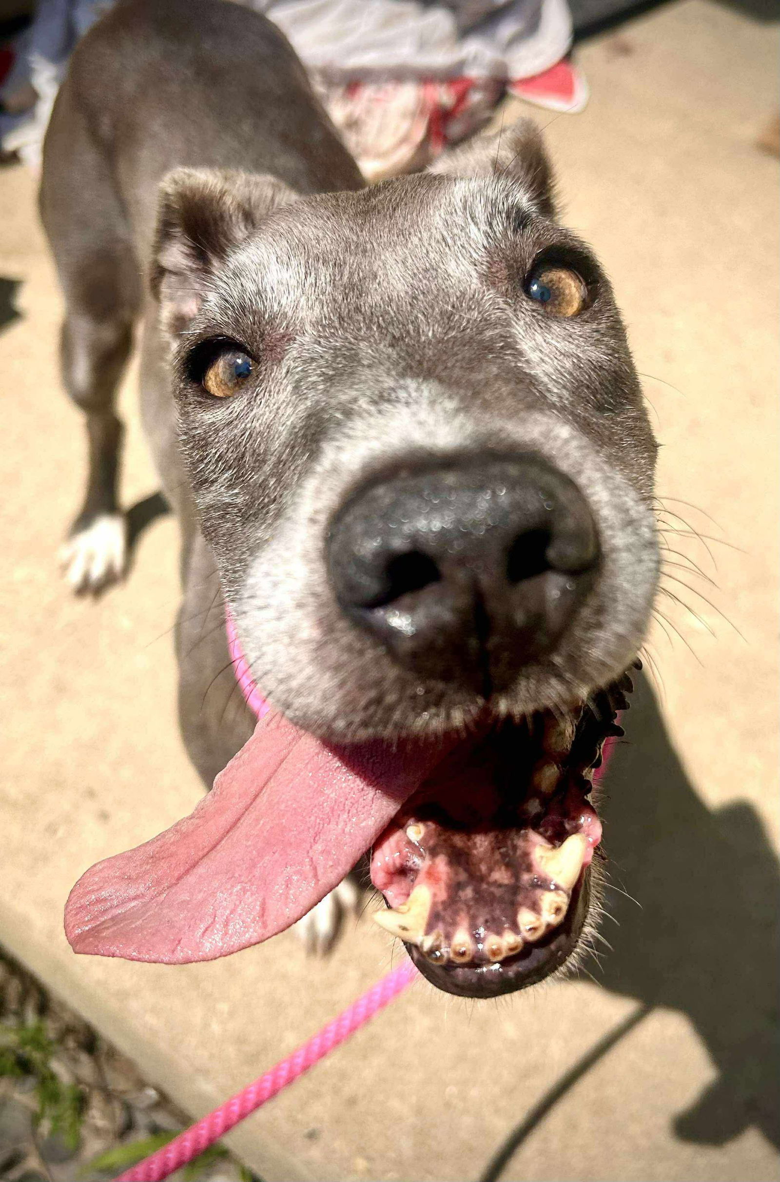 Daisy Jane