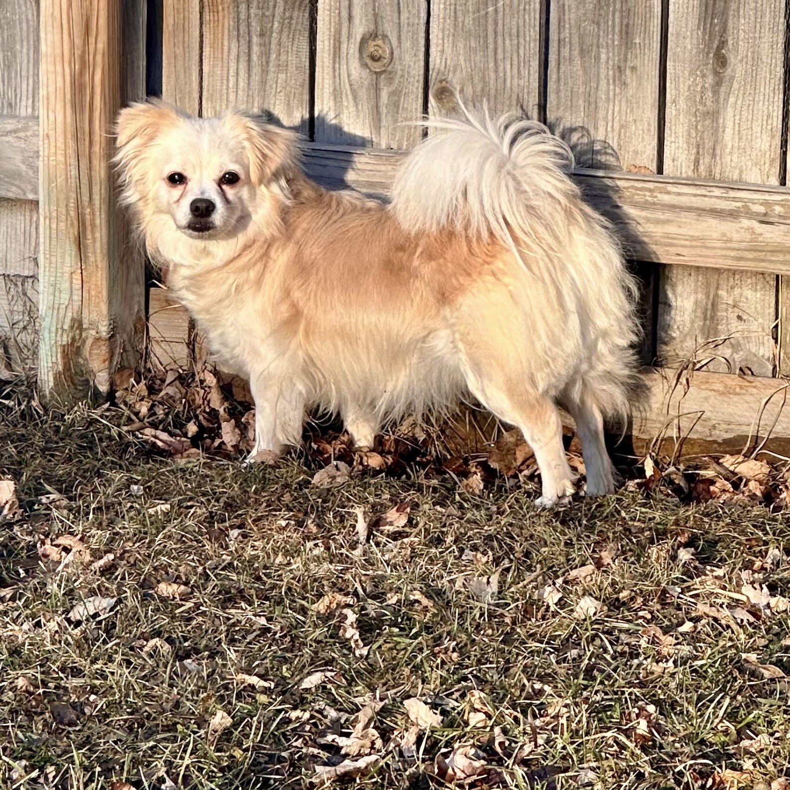 Gadzooks, an adoptable Pekingese in Fargo, ND, 58103 | Photo Image 1