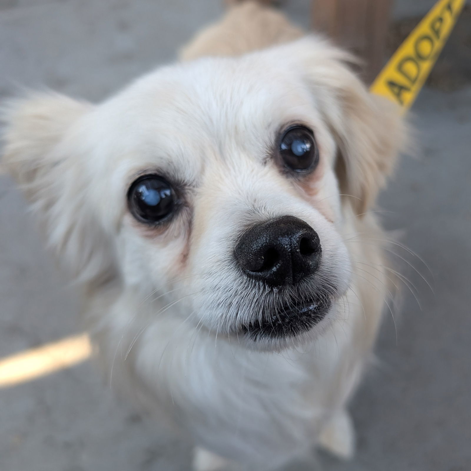Gadzooks, an adoptable Pekingese in Fargo, ND, 58103 | Photo Image 1