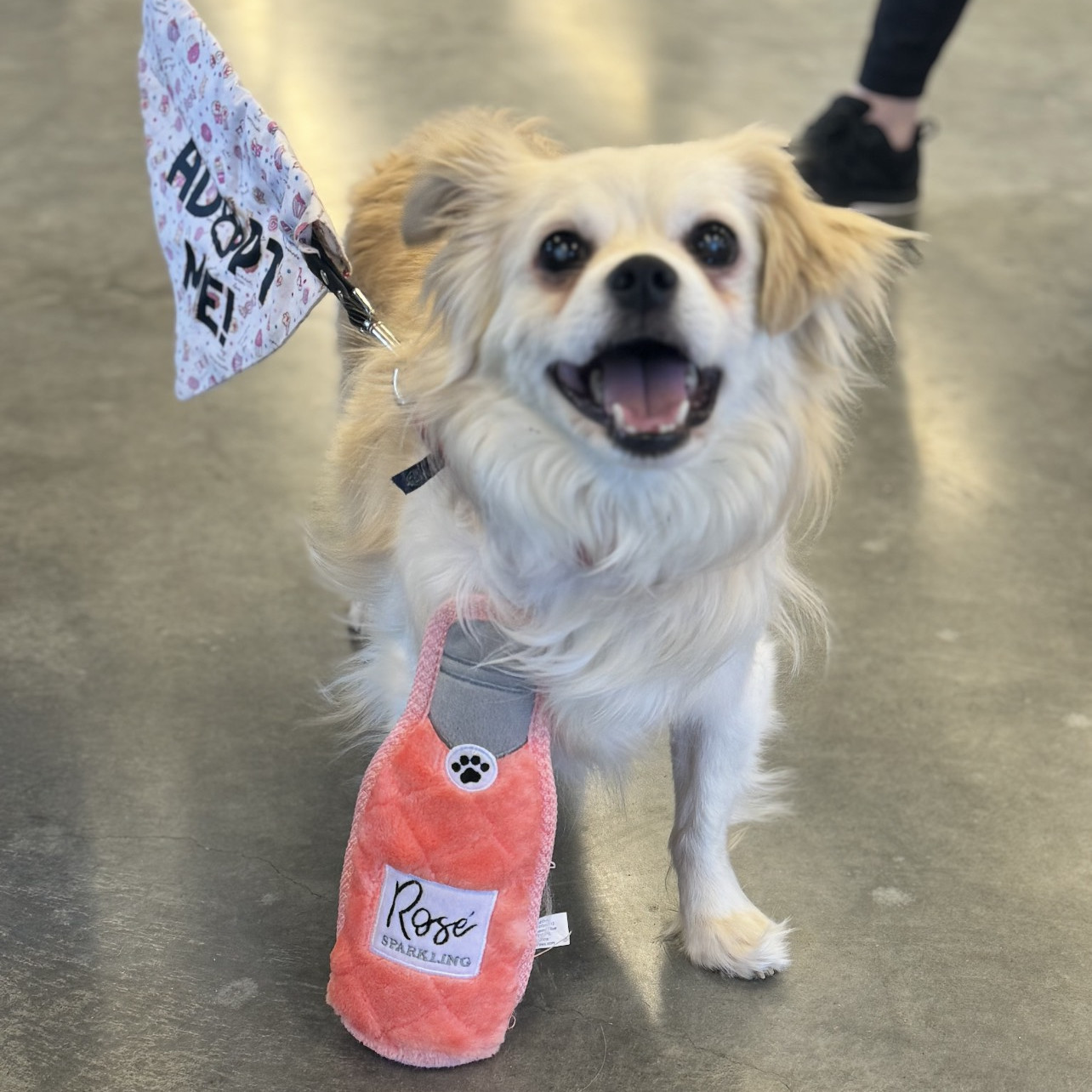 Gadzooks, an adoptable Pekingese in Fargo, ND, 58103 | Photo Image 2