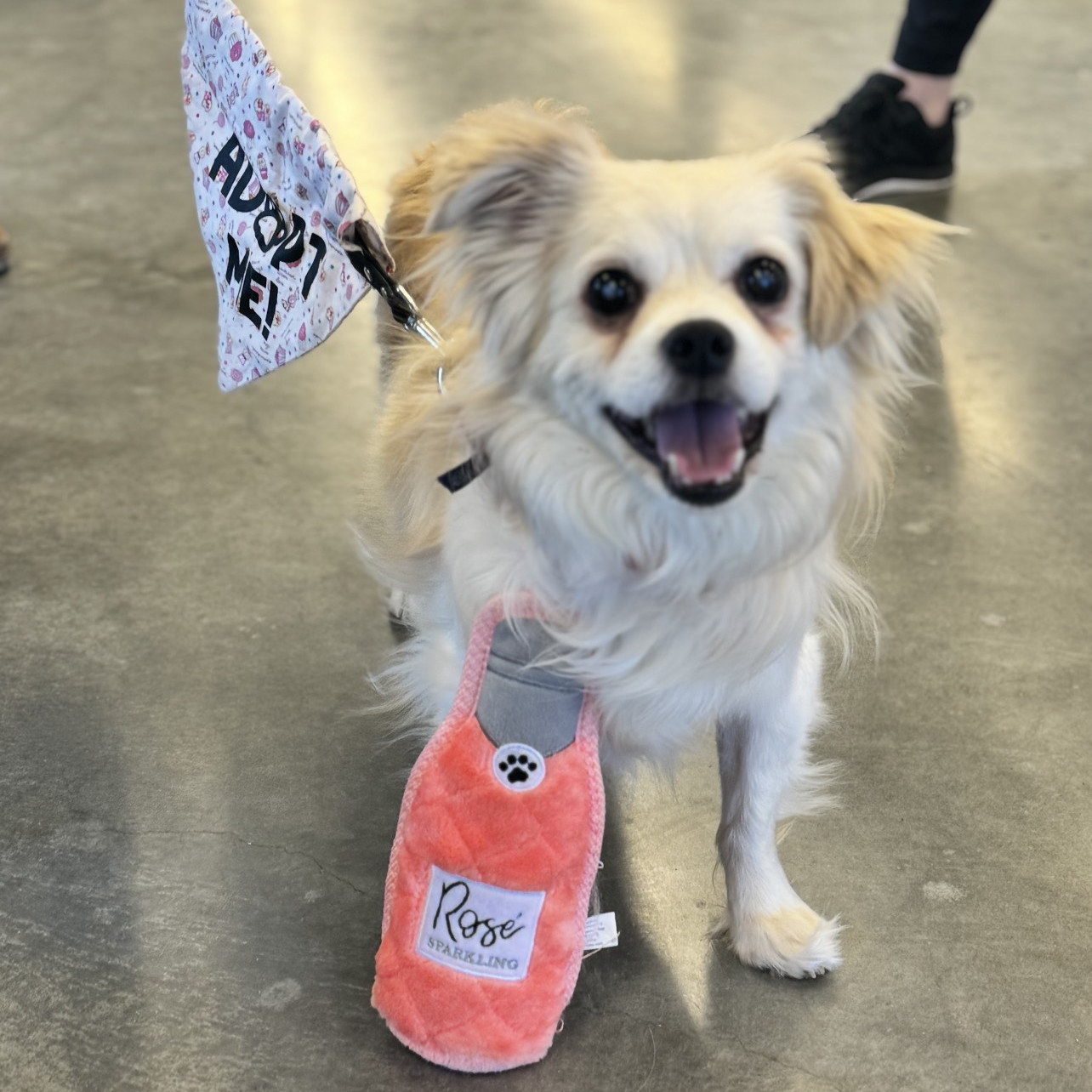 Gadzooks, an adoptable Pekingese in Fargo, ND, 58103 | Photo Image 3