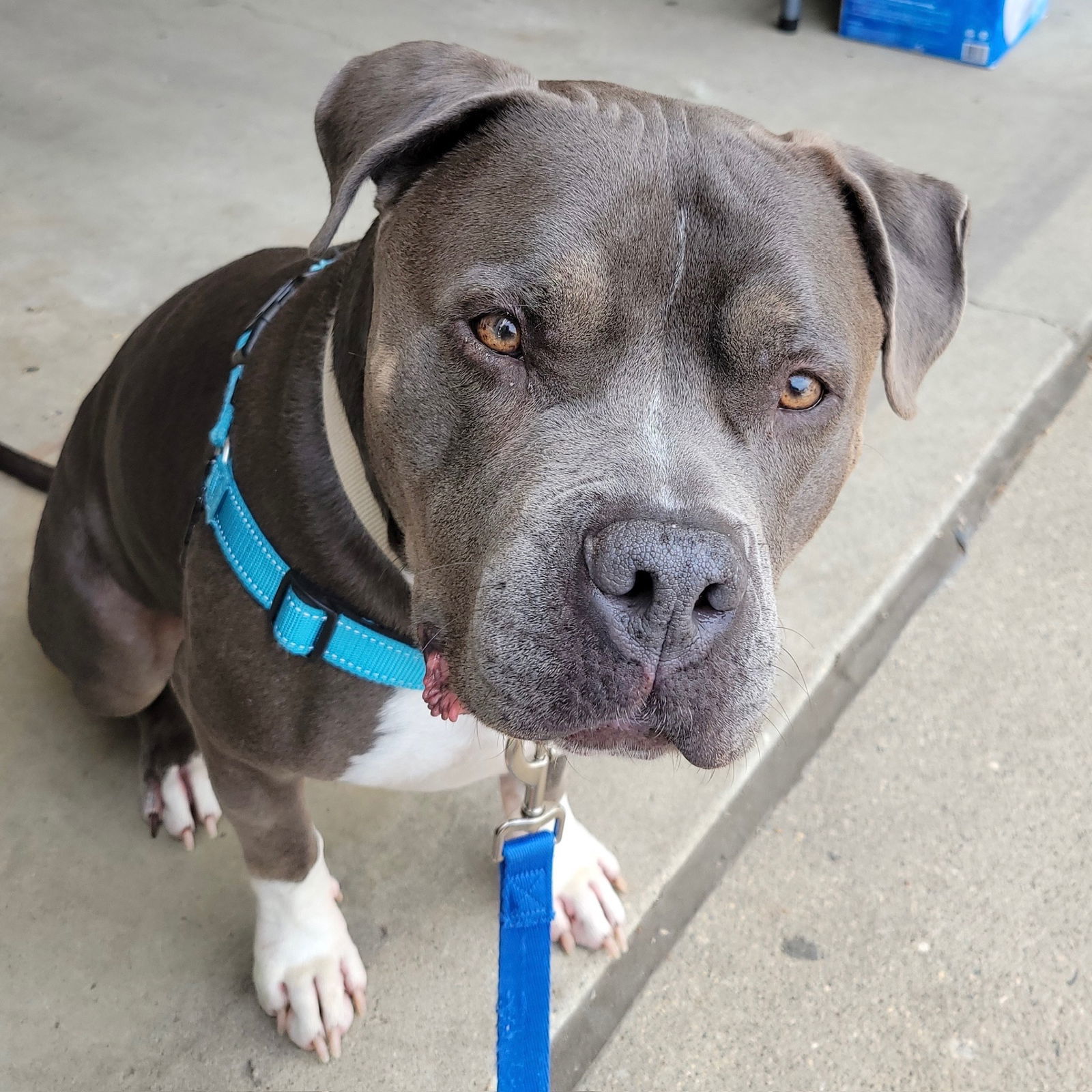 Bongo, an adoptable Pit Bull Terrier in Fargo, ND, 58103 | Photo Image 1