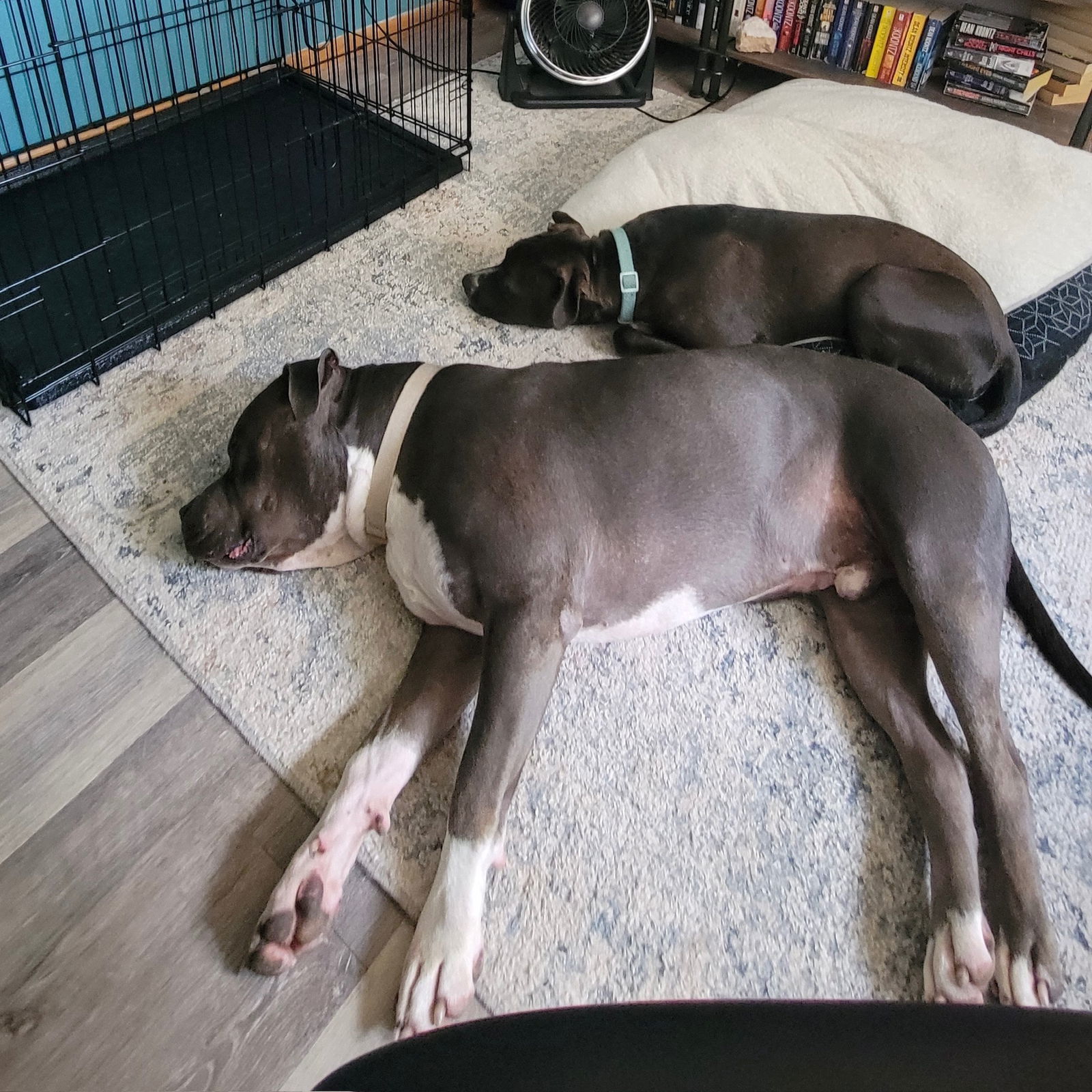 Bongo, an adoptable Pit Bull Terrier in Fargo, ND, 58103 | Photo Image 2
