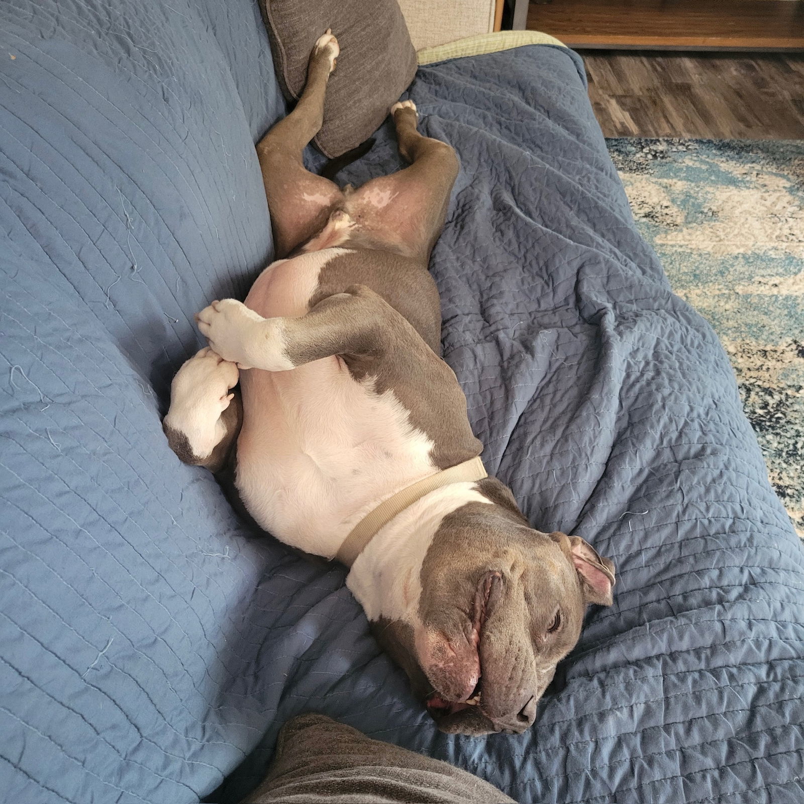 Bongo, an adoptable Pit Bull Terrier in Fargo, ND, 58103 | Photo Image 3