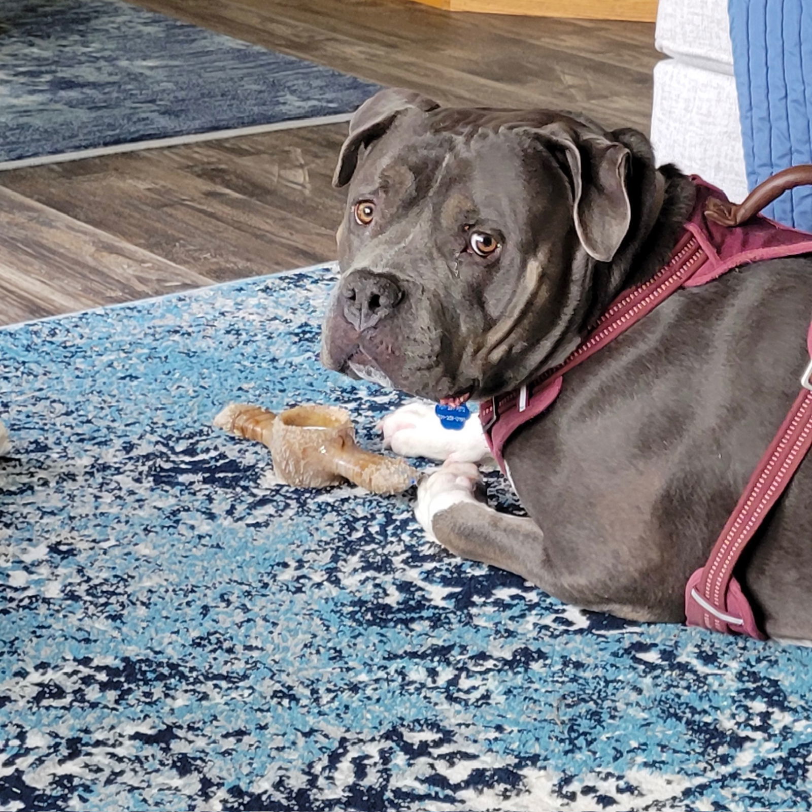 Bongo, an adoptable Pit Bull Terrier in Fargo, ND, 58103 | Photo Image 3