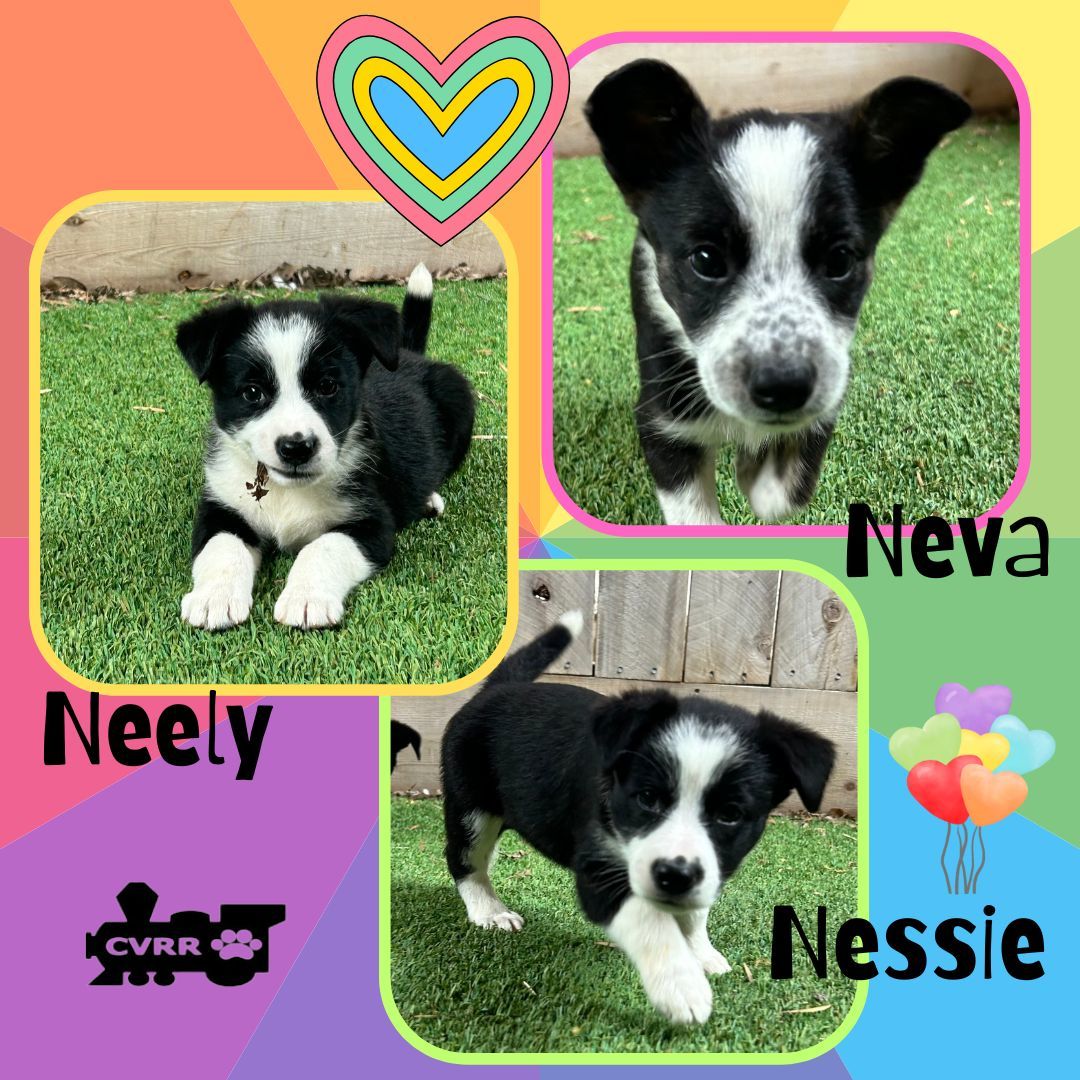 Neva-Nessie-Neely (Puppy)