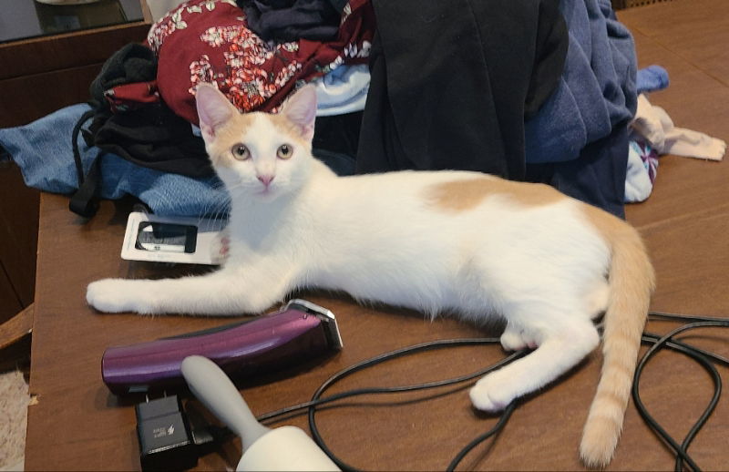 PJ