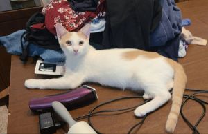 PJ