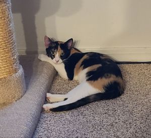 Cali, Young Female unknown