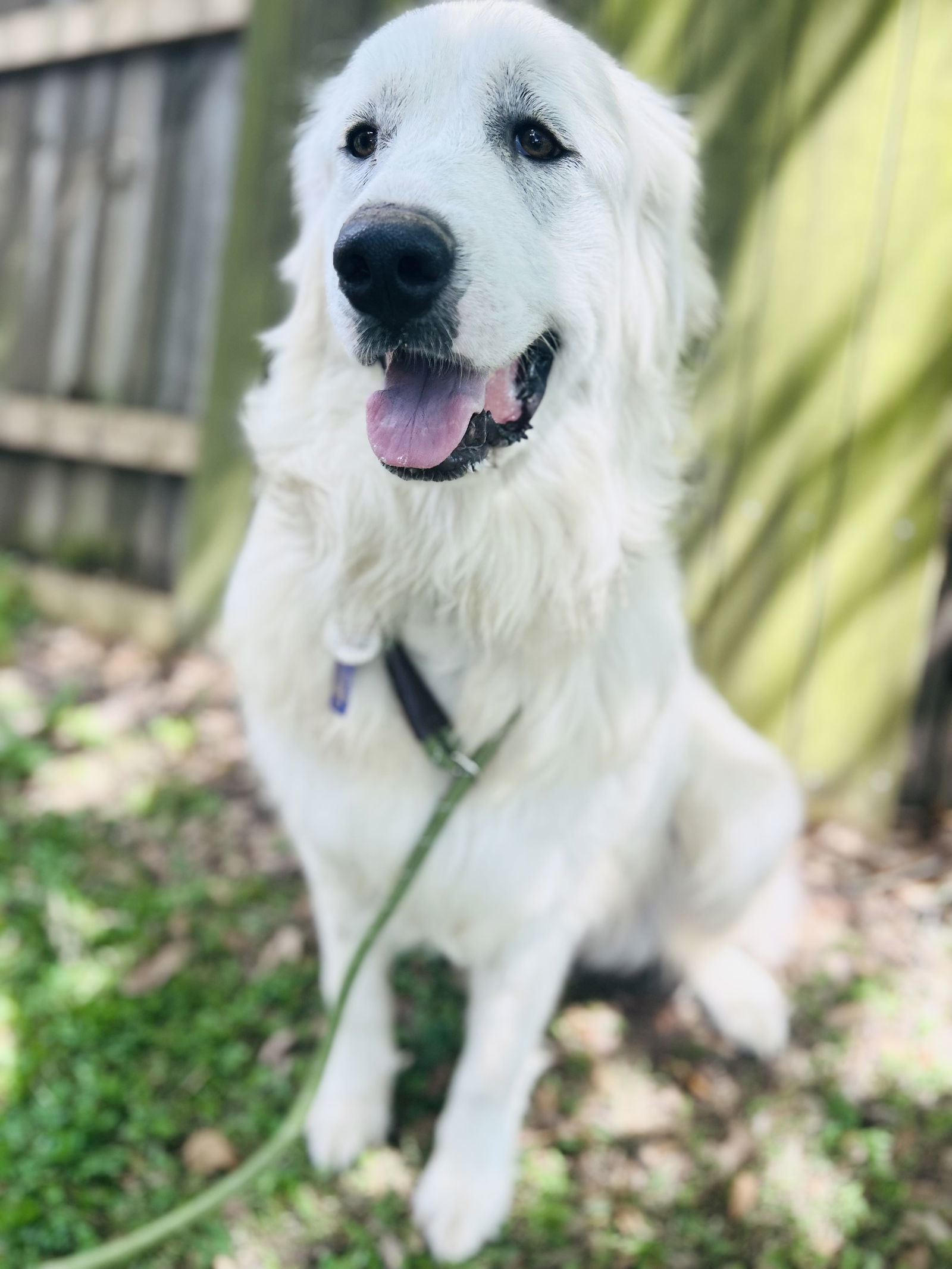 Lila