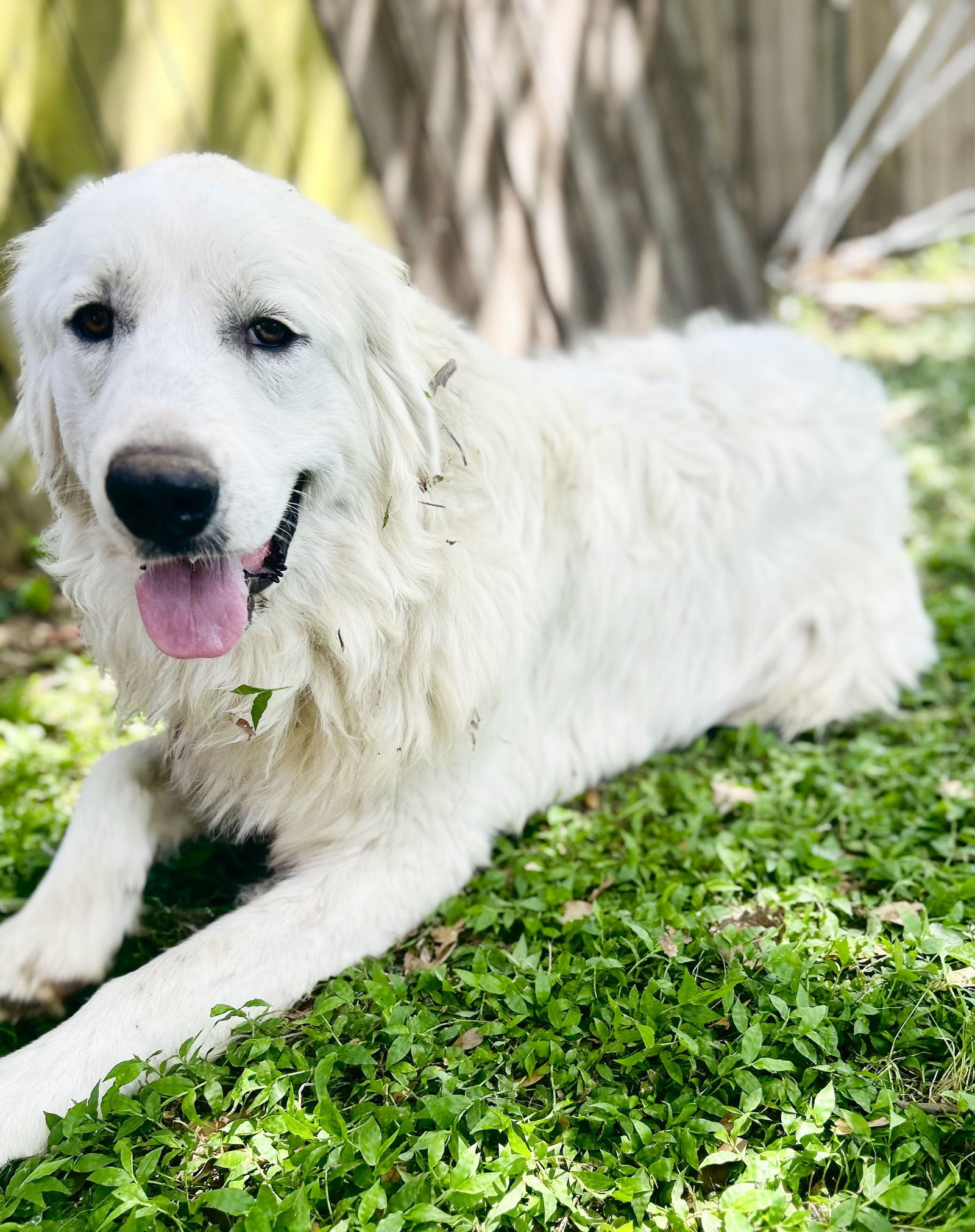 Lila