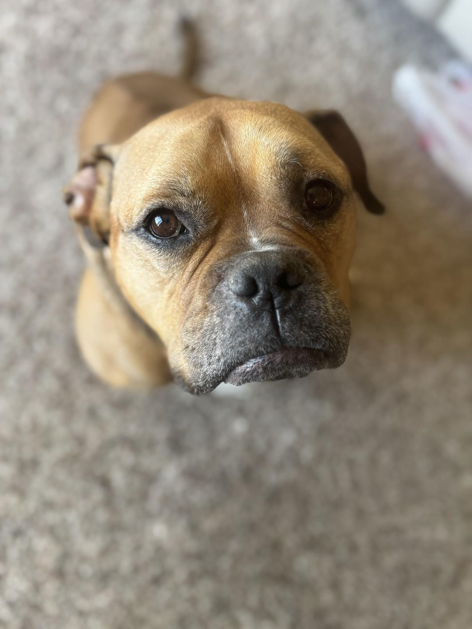 Juno, an adoptable Boxer, American Staffordshire Terrier in Duluth, MN, 55807 | Photo Image 1