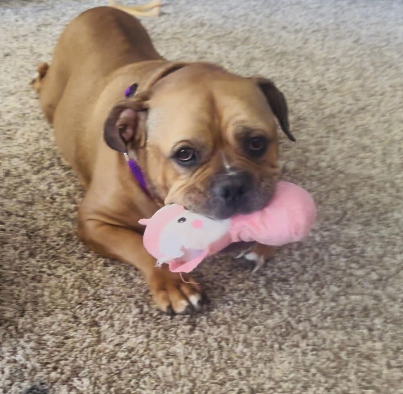 Juno, an adoptable Boxer, American Staffordshire Terrier in Duluth, MN, 55807 | Photo Image 2