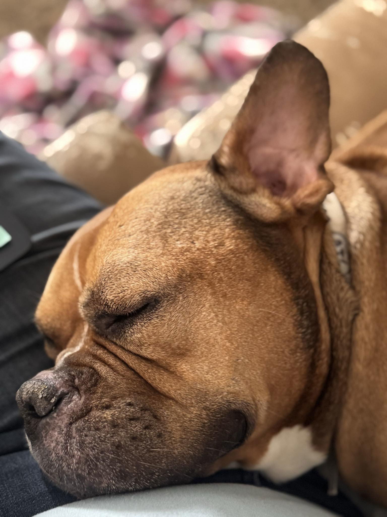Juno, an adoptable Boxer, American Staffordshire Terrier in Duluth, MN, 55807 | Photo Image 3