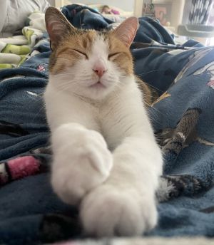 Ivy, Adult Female Domestic Short Hair