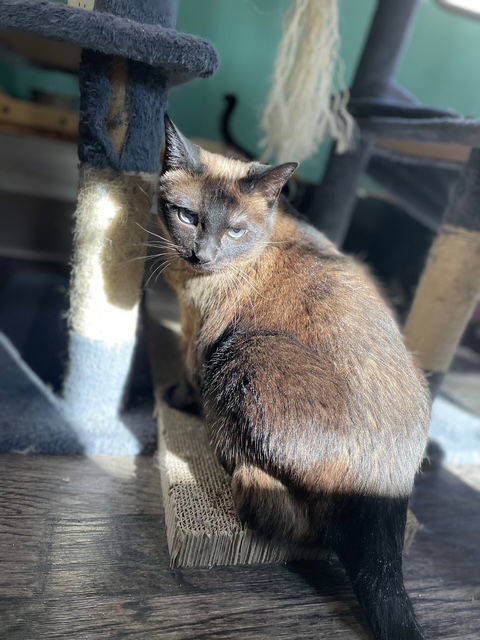 Willow