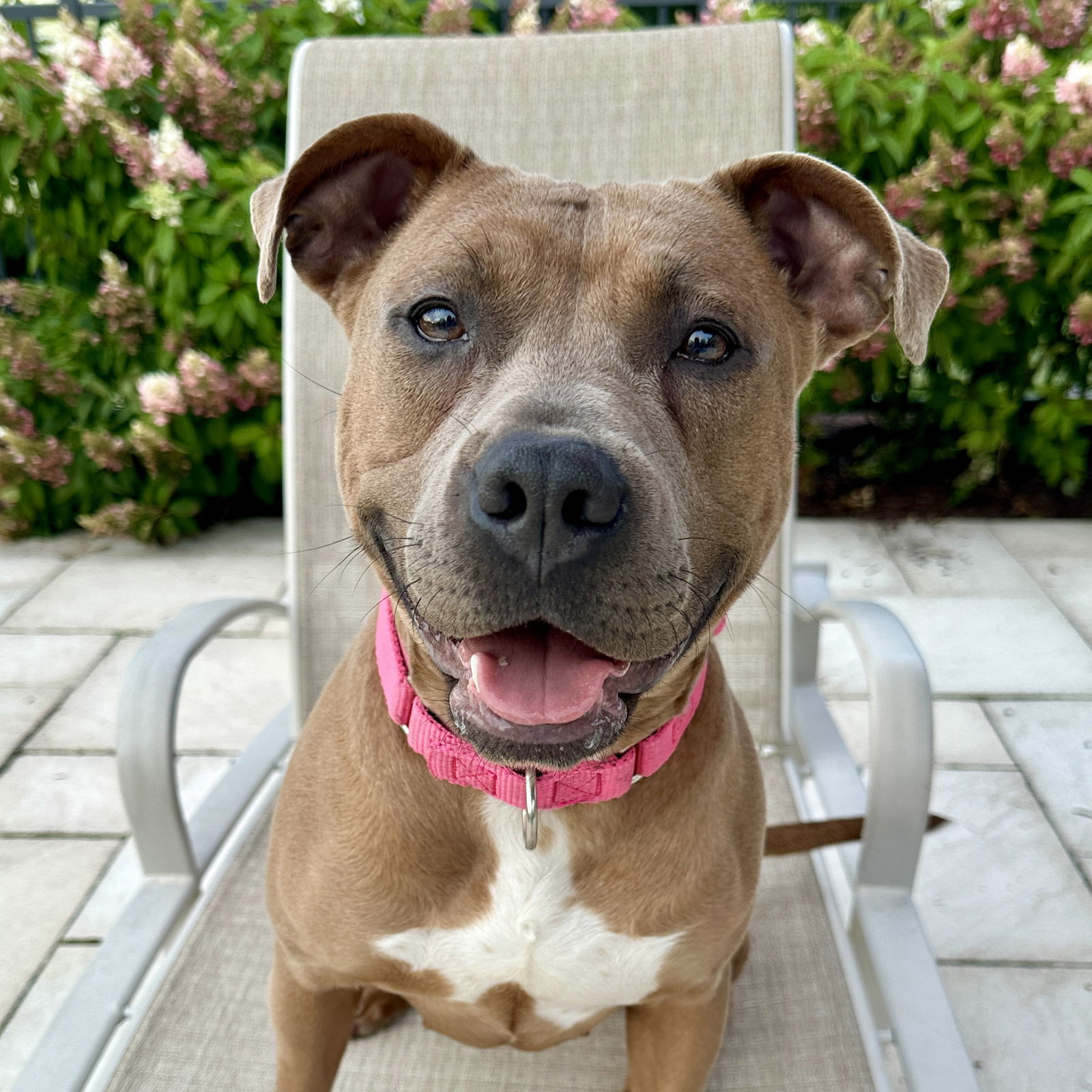 Gigi