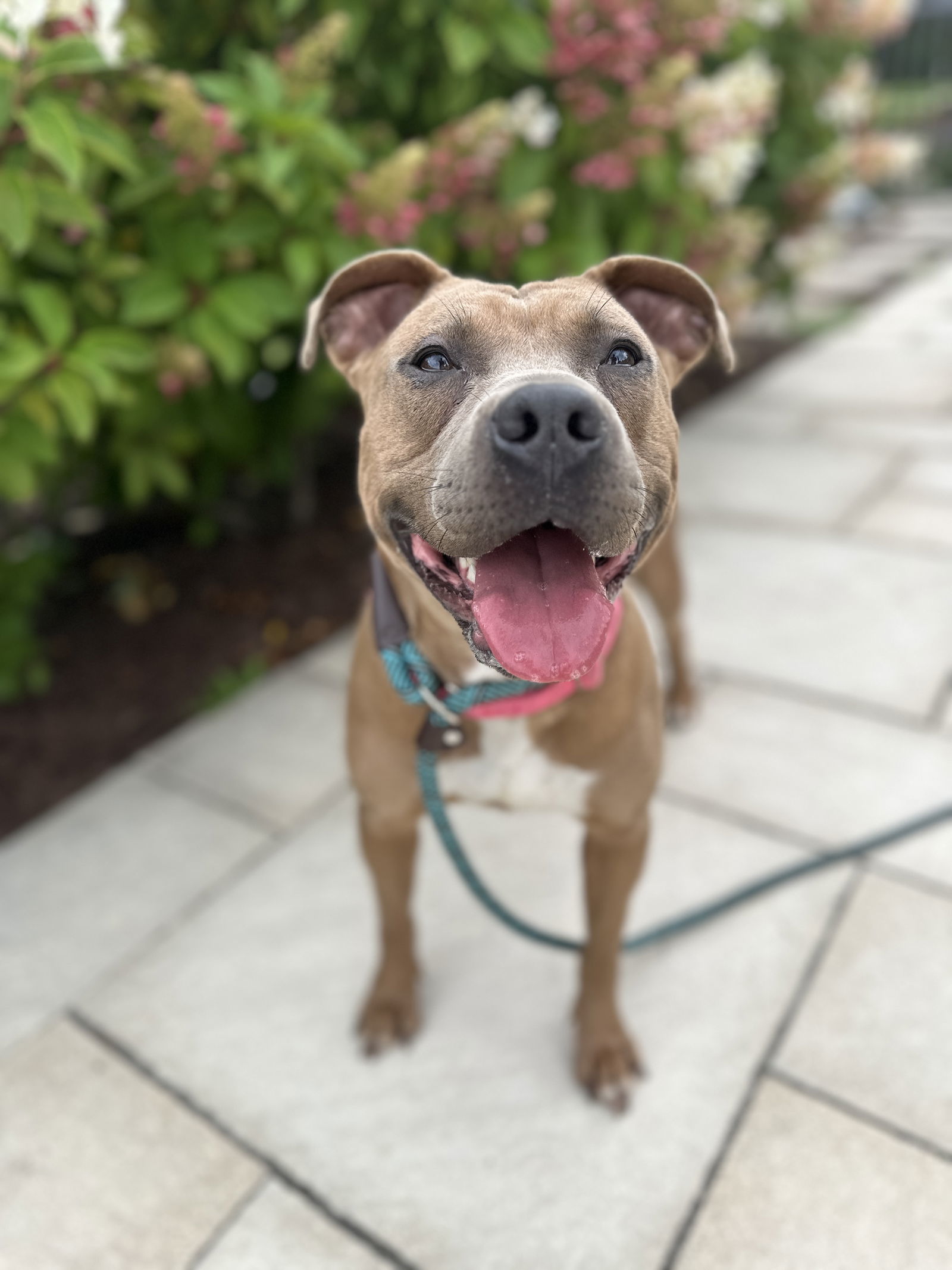 Gigi