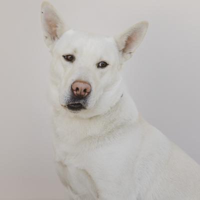 Marlow, an adoptable Husky, Yellow Labrador Retriever in Dillon, MT, 59725 | Photo Image 1