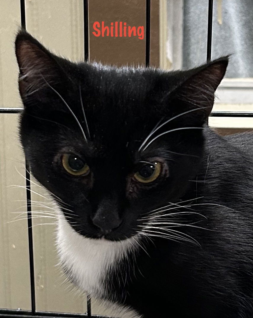 Shilling - Liz's Foster
