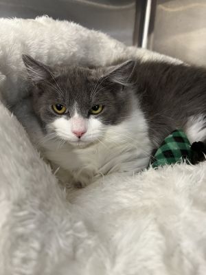 Zorro, Young Male Domestic Medium Hair