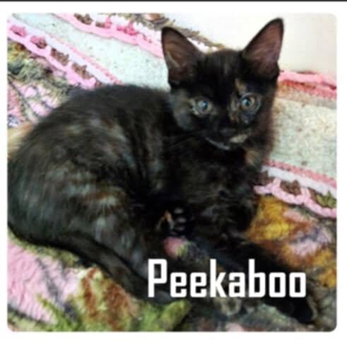 Peekaboo
