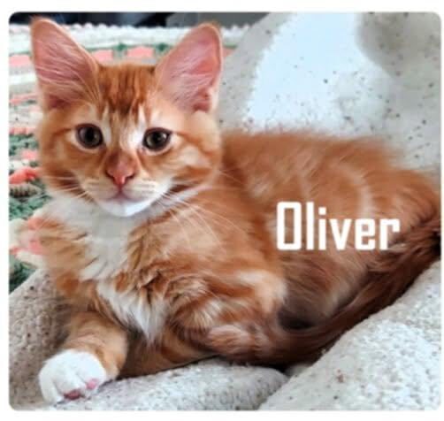 Oliver