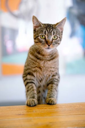 Wabi-sabi, Adult Male Tabby