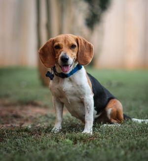 Meet Jenna shes around two years old and just 18 pounds and ALL beagle sweetness Shes safe with